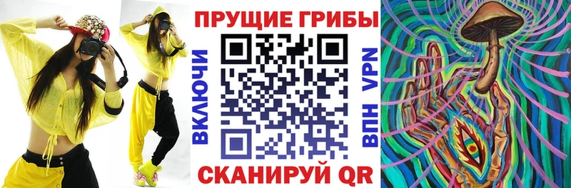 Купить Заволжье Псилоцибиновые грибы Psilocybine cubensis